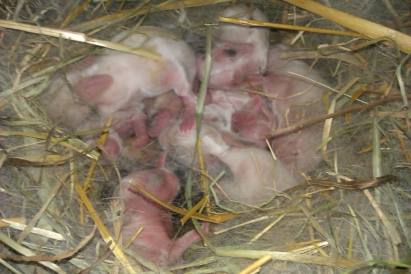 Urgent 9 bébés lapins à donner né le 25/12/2011 Imag0021