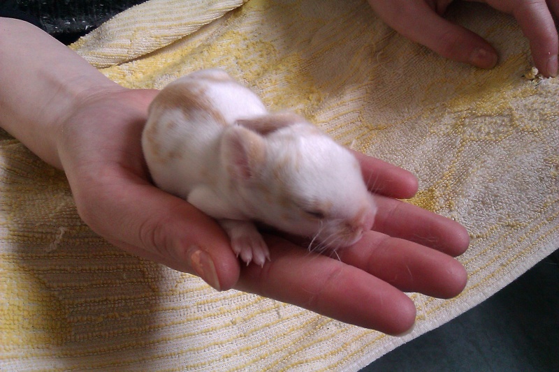 10 bébés lapins à adopter dans le 80 près d'Amiens Imag0026