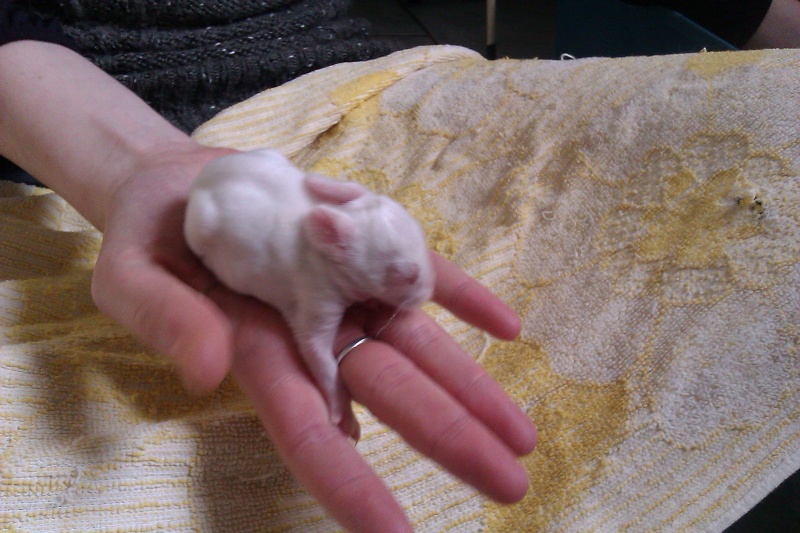 Urgent 9 bébés lapins à donner né le 25/12/2011 Imag0027