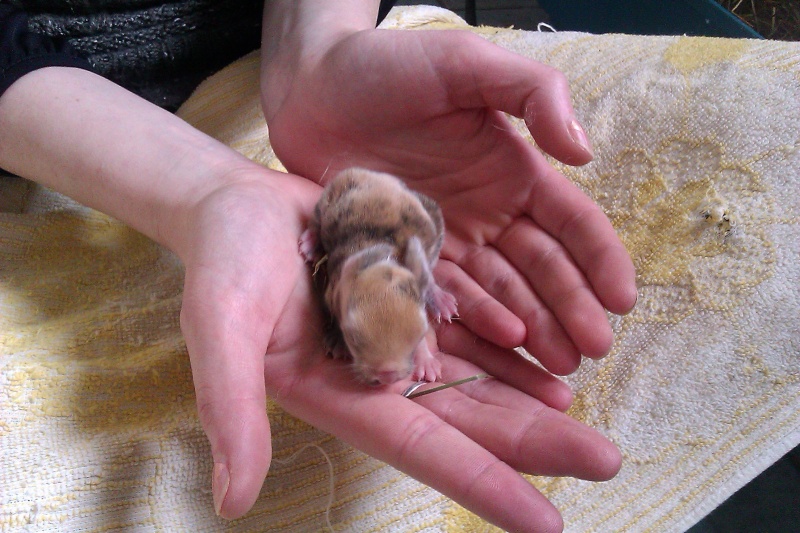 10 bébés lapins à adopter dans le 80 près d'Amiens Imag0028