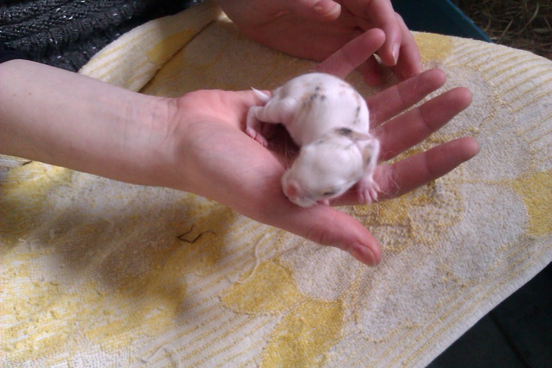 Urgent 9 bébés lapins à donner né le 25/12/2011 Imag0030