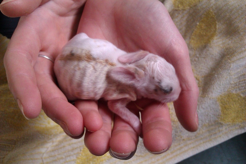 Urgent 9 bébés lapins à donner né le 25/12/2011 Imag0032