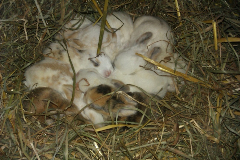 10 bébés lapins à adopter dans le 80 près d'Amiens - Page 2 Imag0034