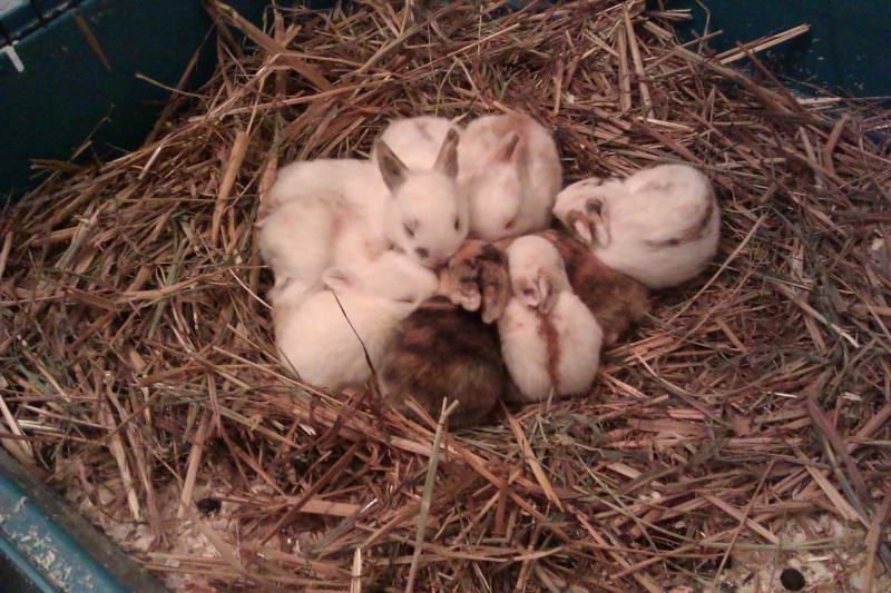 Urgent 9 bébés lapins à donner né le 25/12/2011 Imag0111