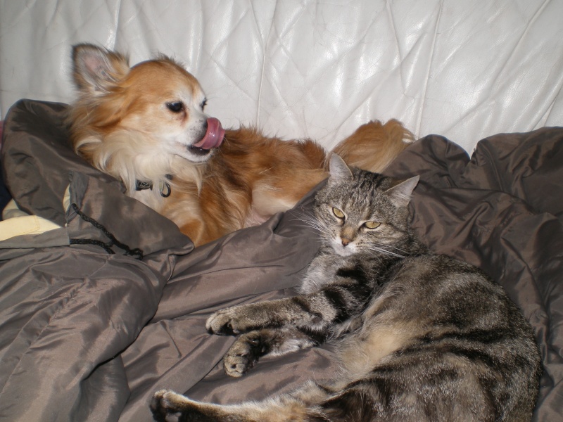 MES chiens, chats, lapins Mapa_214