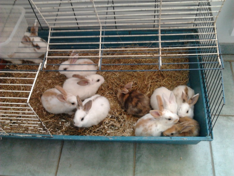 10 bébés lapins à adopter dans le 80 près d'Amiens - Page 6 Photo210
