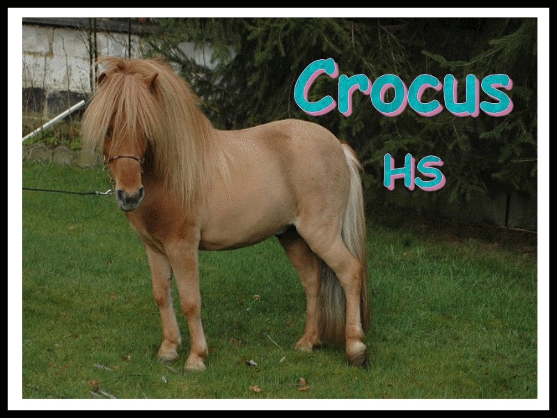 Crocus des Glaces Crocus10