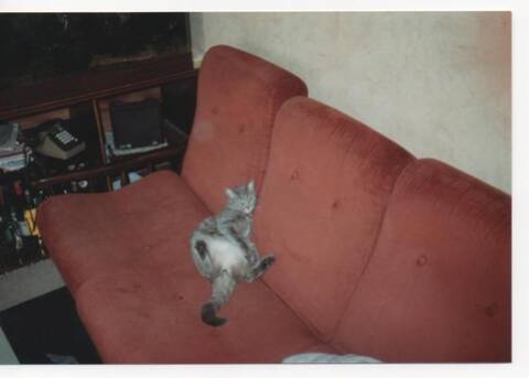 J Adore Mon Chat Page 6