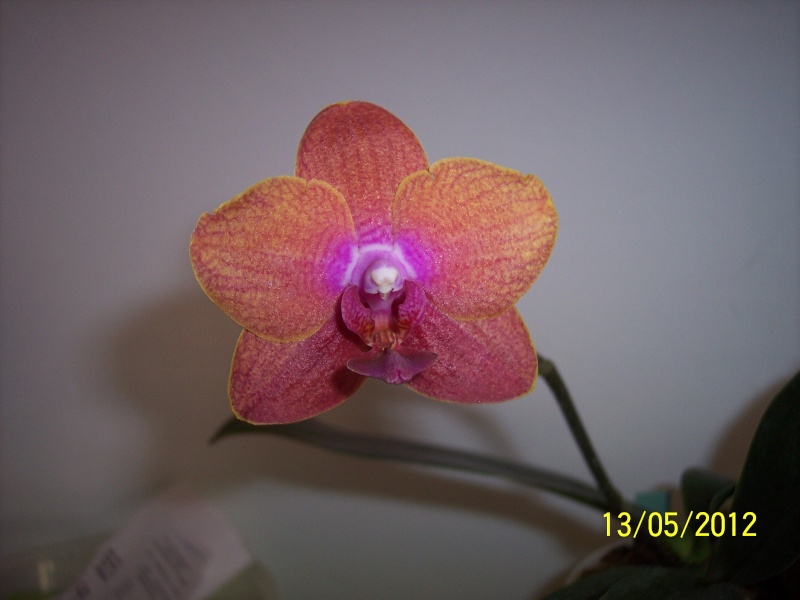 Phalaenopsis hybride "bronze" 100_8230