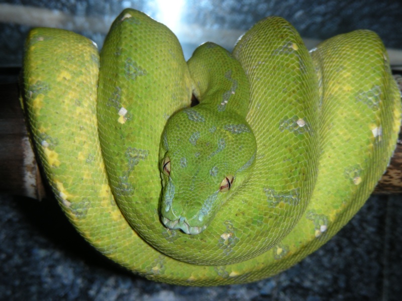 changement de couleur d'un viridis aru 00311