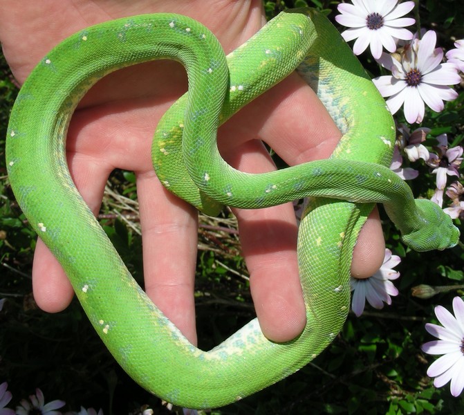 changement de couleur d'un viridis aru Vh110