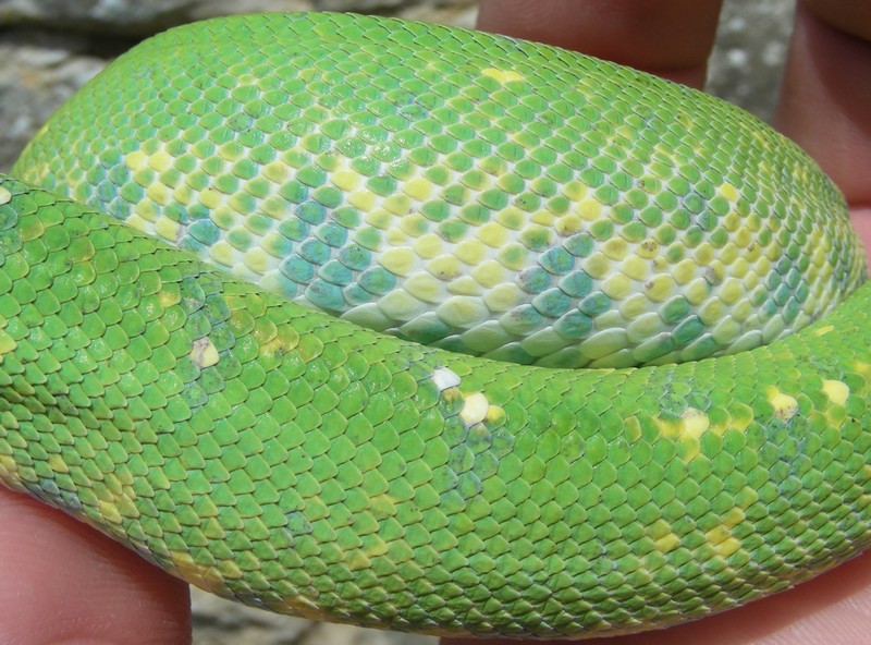 changement de couleur d'un viridis aru Vh210