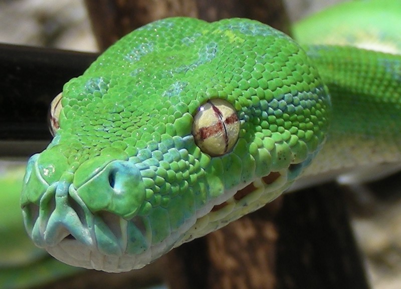 changement de couleur d'un viridis aru Vh610