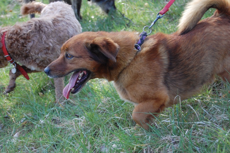 25 - Junior - croisé épagneul  - petit chien venant de Béthu Dsc_0063