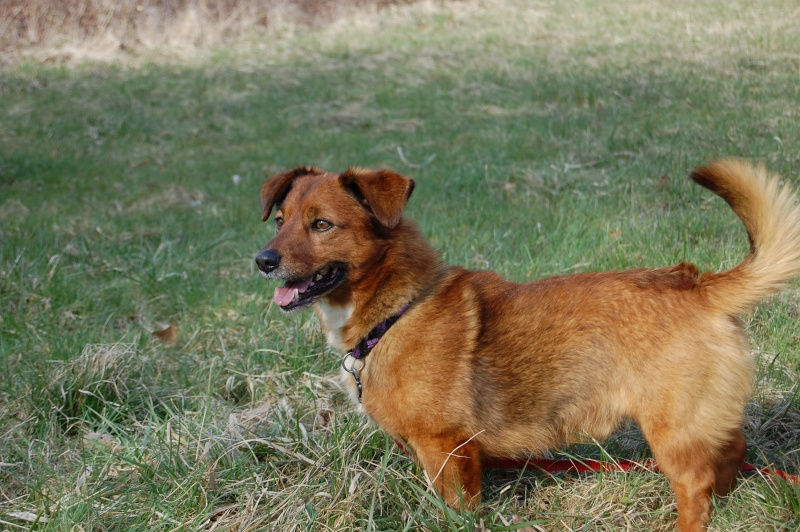 25 - Junior - croisé épagneul  - petit chien venant de Béthu Dsc_0068