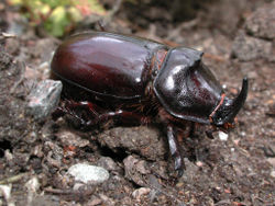 je vous avertis tout de suite, c'est pas un dinosaure Scarab10