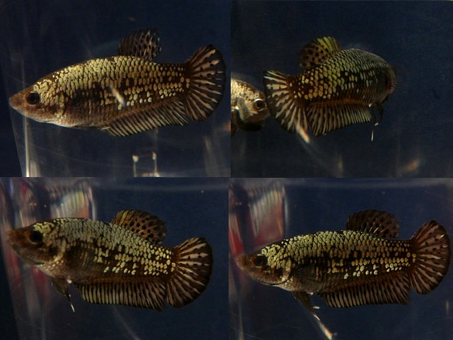 femelle black copper , plakat OHM F_bdr_15