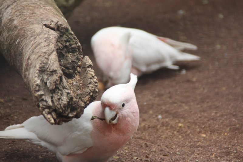 LORO PARQUE Img_2710