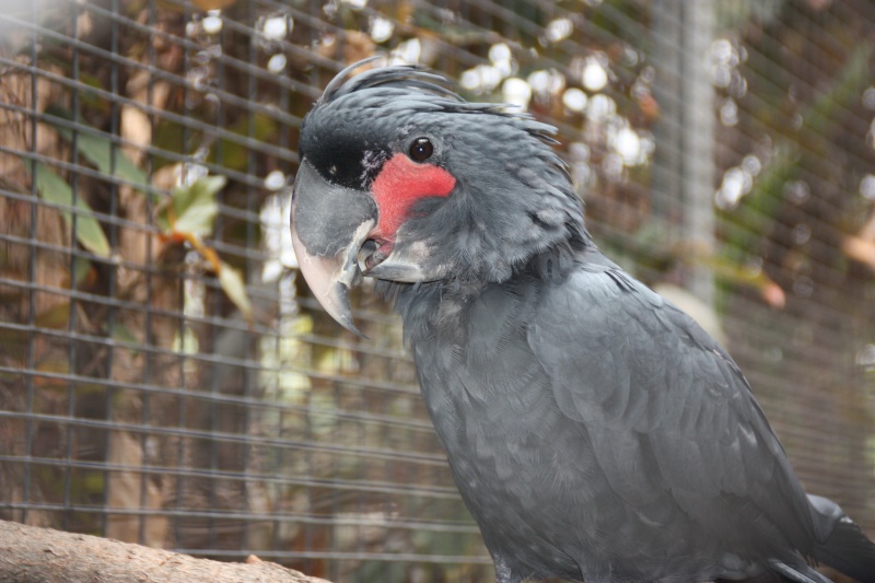 LORO PARQUE Img_2711