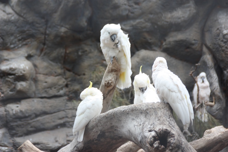 LORO PARQUE - Page 2 Img_2730