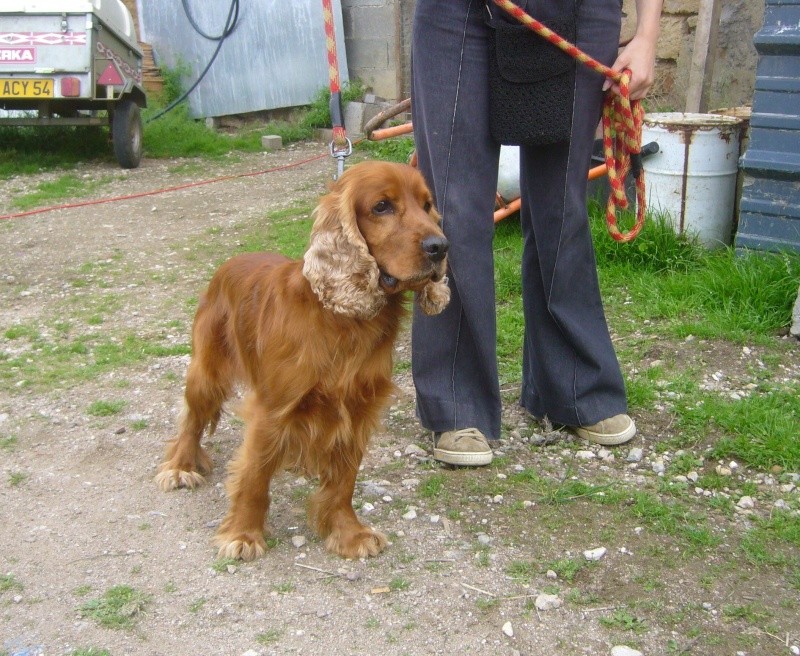 bill cocker male golden 6 ans dep 54 Bill_613