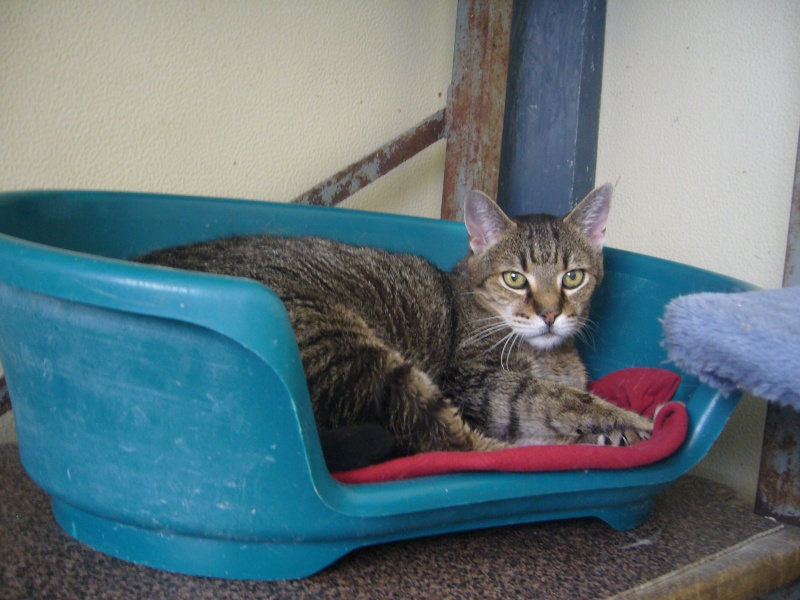 Brownie, chat tigré de 5 ans, castré Browni11