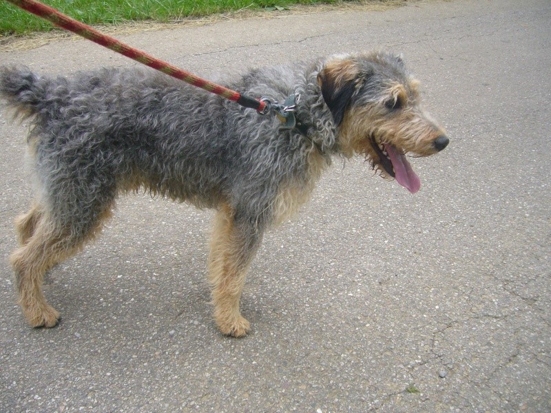 Heliot, croisé welsh terrier, 3 ans Heliot11