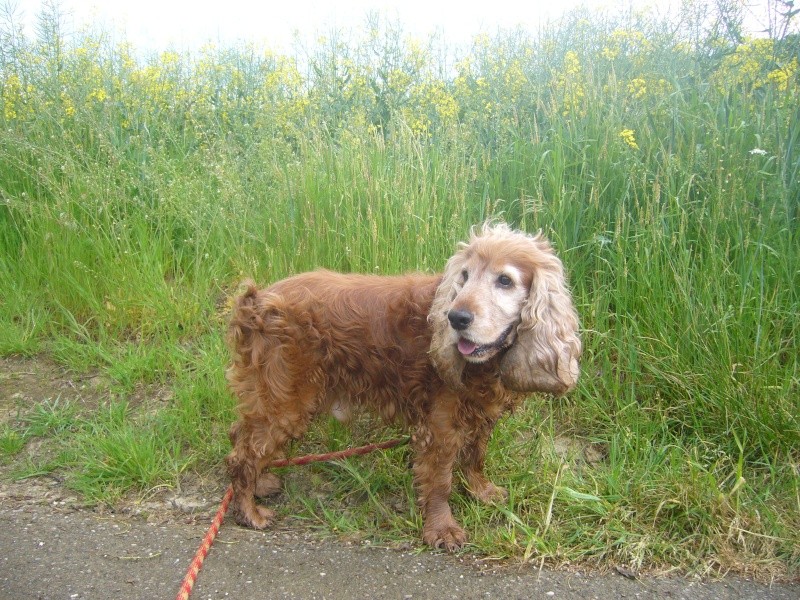 Tenessee, cocker spaniel d'à peine 6 ans Teness10