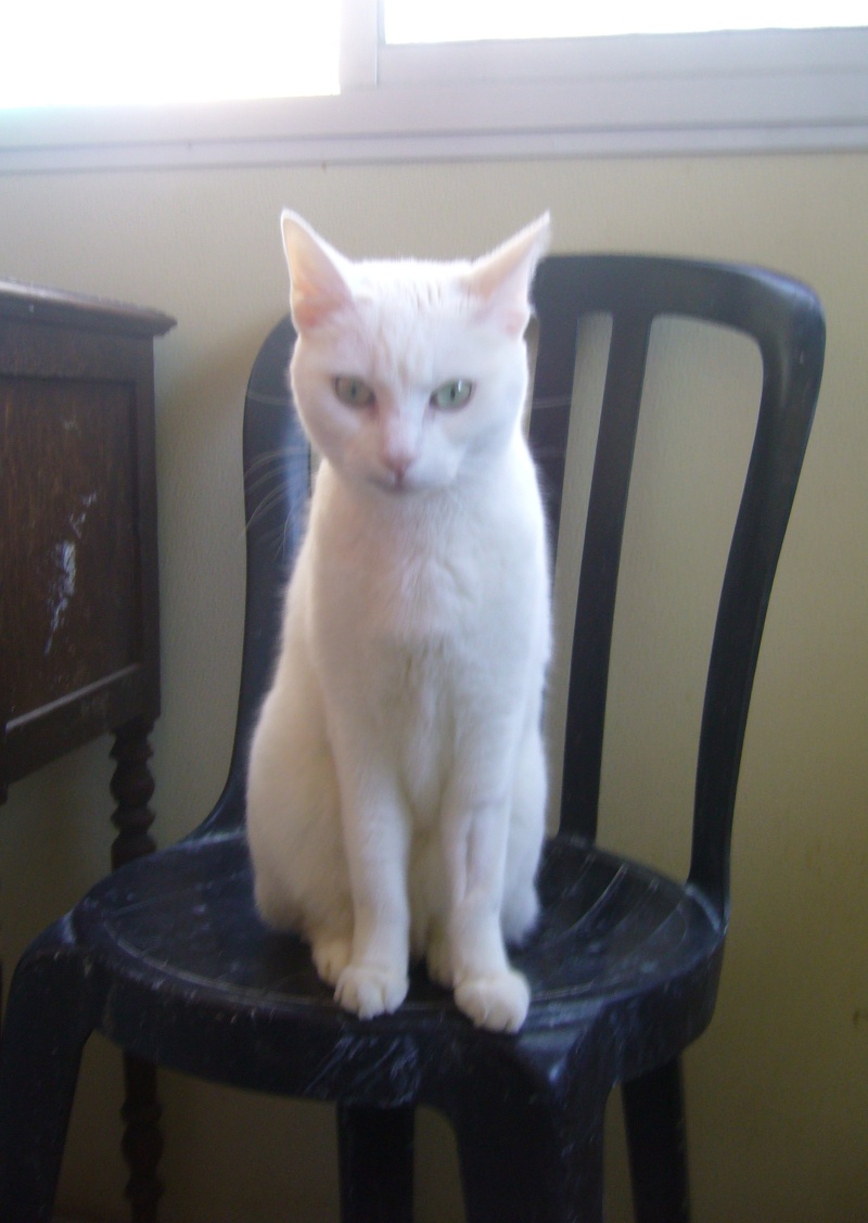 Zo, chatte blanche de 3 ans, strilise (54) Zoe_3_10