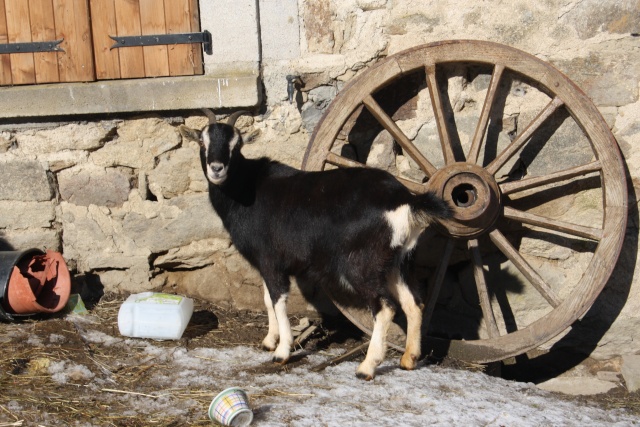 Suivis de Pépite (des nouvelles 26/05) 12_02_27