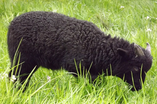 mes chèvres et moutons 12_05_56