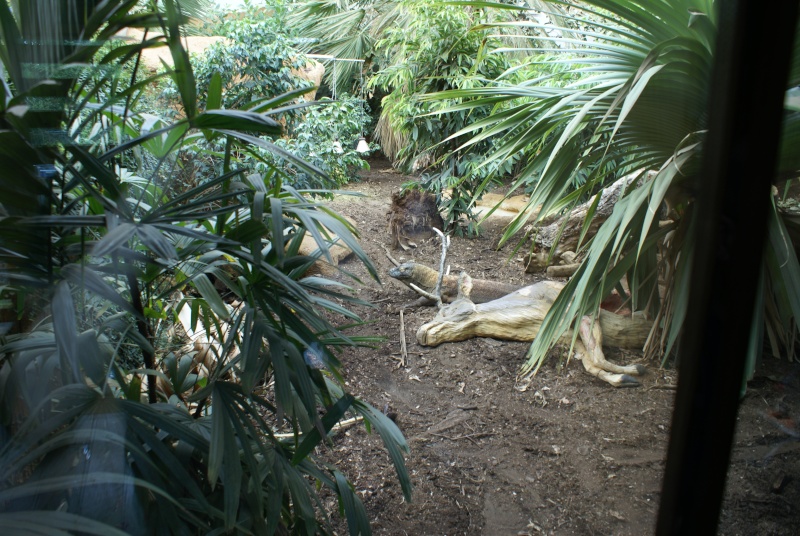 les reptiles et amphibiens du zoo de Londres Dsc00811