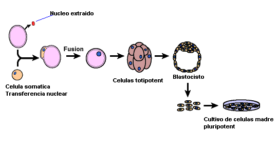 Celulas madre Celula11