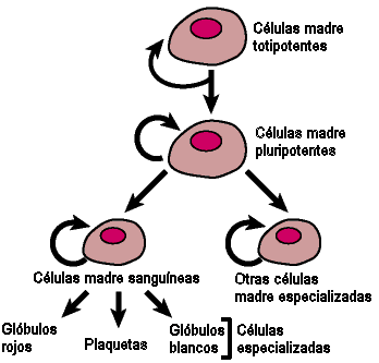 Celulas madre Evoluc10