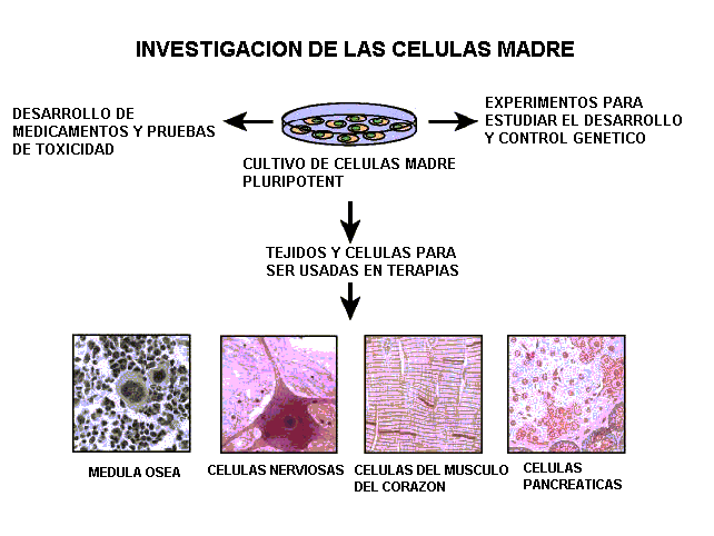 Celulas madre Invest10