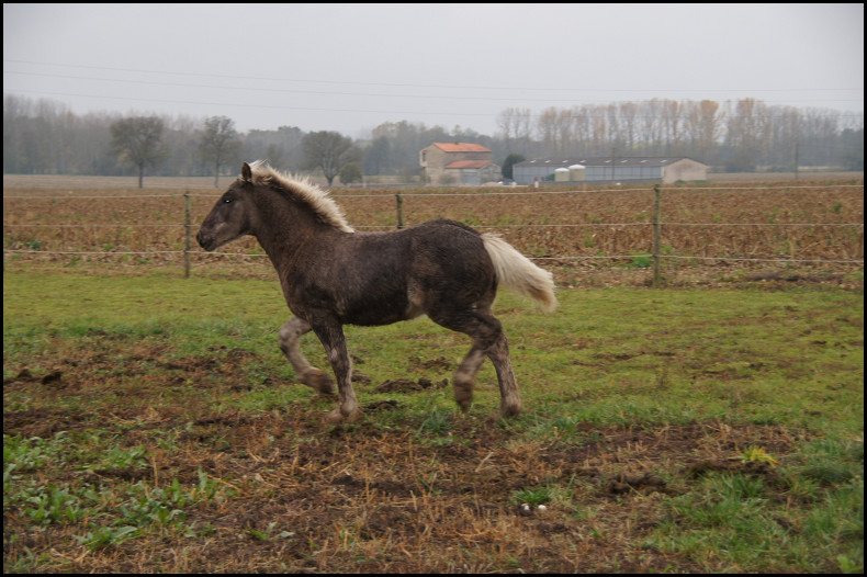 Elevage Deletoile comtois frisés et gypsy silver Dsc00389