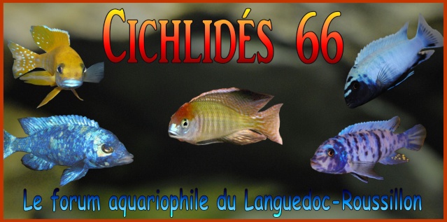 Cichlides66