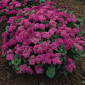 Ageratum houstonianum - Gorua ljubav 756510