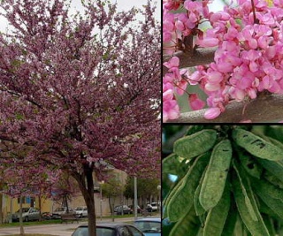 drvece i zbunje koje sad cvjeta ( mart/april ) Cercis10