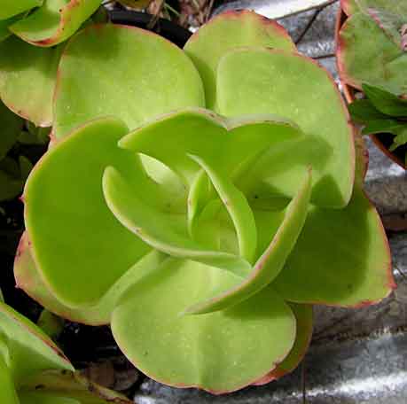 Echeveria spp. Echeve15