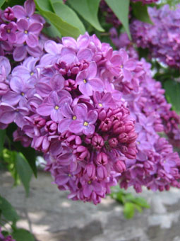 drvece i zbunje koje sad cvjeta ( mart/april ) Lilac_10