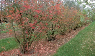 Enkiantus---enkianthus campanulatus Mehrst10