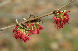 drvece i zbunje koje sad cvjeta ( mart/april ) Paroti10