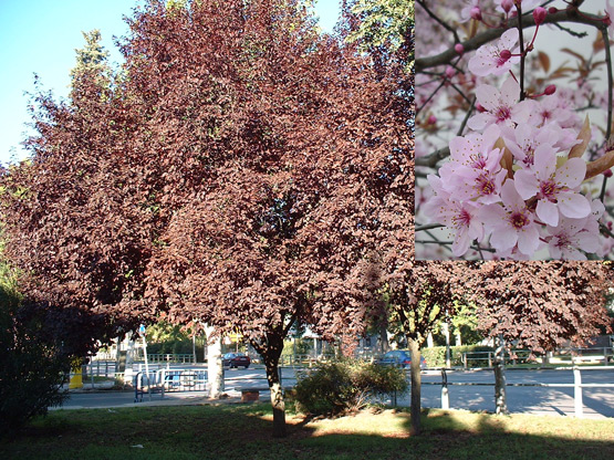 drvece i zbunje koje sad cvjeta ( mart/april ) Prunus10