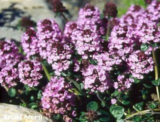 Makina duica - Thymus sp. Thymus10