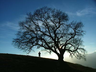 Rebus des gens celebres - Page 10 Arbre110