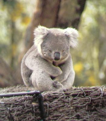 L'alphabet des animaux et insectes Koala110