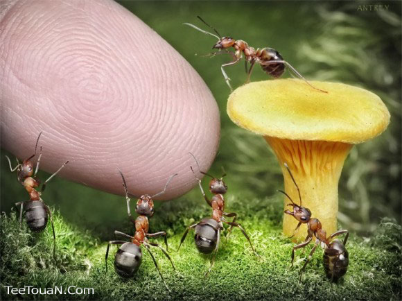 حياة نملة: 30 صورة مذهلة لعالم النمل 2069