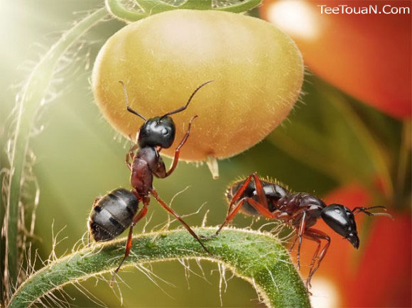 حياة نملة: 30 صورة مذهلة لعالم النمل 23124