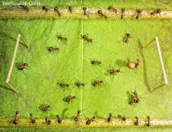 حياة نملة: 30 صورة مذهلة لعالم النمل 2571